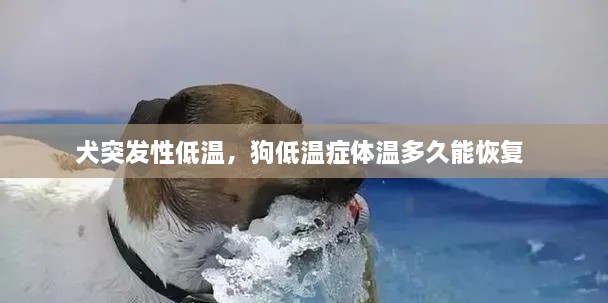 犬突发性低温，狗低温症体温多久能恢复 