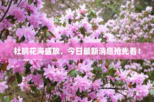 杜鹃花海盛放，今日最新消息抢先看！