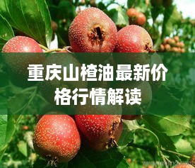 重庆山楂油最新价格行情解读