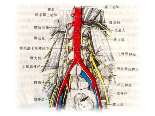 腹主动脉最新,腹主动脉的基本概念与结构