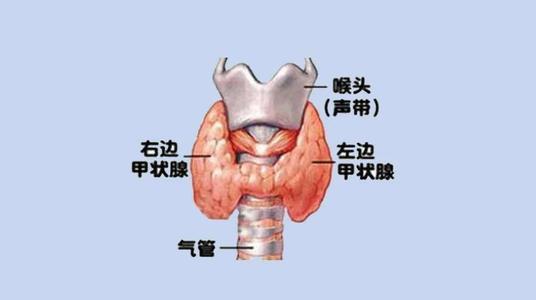 最新甲状腺疾病概述，关于甲状腺的最新现状与疾病概述