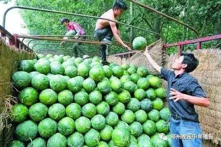 探寻中牟早熟蒜最新价格背后的自然之旅，宁静与平和的心灵之旅