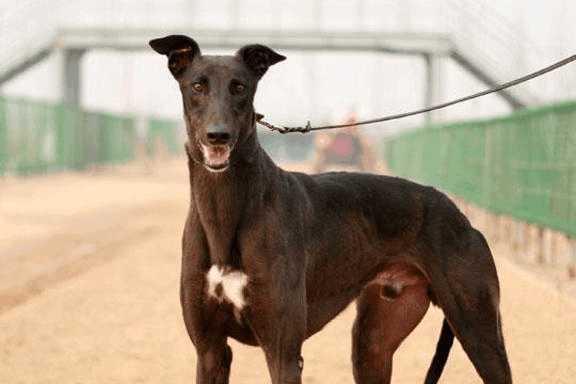 深度解析，格力犬贴吧的历史背景、重大事件及领域地位——最新回顾（29日版）