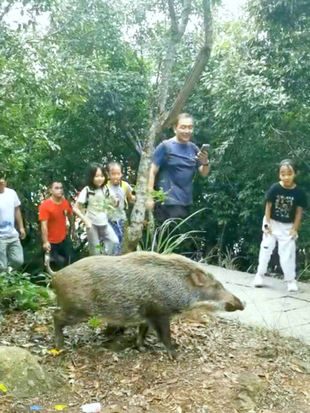 南京野猪现象，探究变化力量与自信成就感的崛起之路