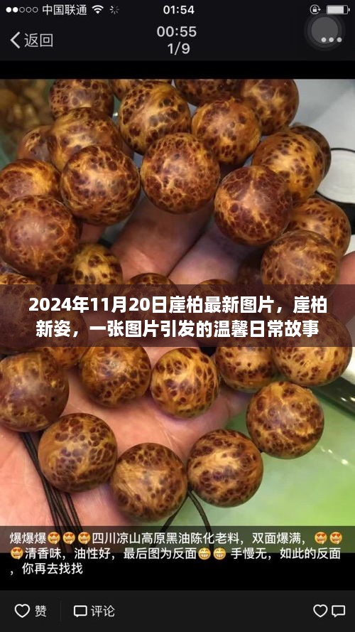 崖柏新姿，一张图片引发的温馨日常故事与最新崖柏图片欣赏（2024年11月20日）