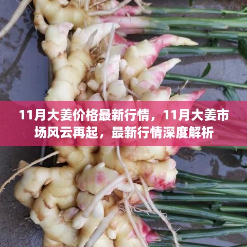 11月大姜市场风云再起，最新行情与深度解析