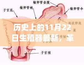 11月22日革命性智能生殖器科技登场，重塑生活品质！