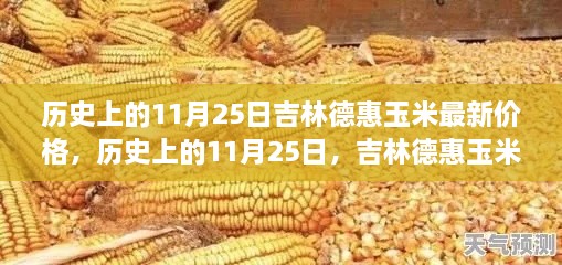 历史上的11月25日吉林德惠玉米价格变迁与最新行情揭秘