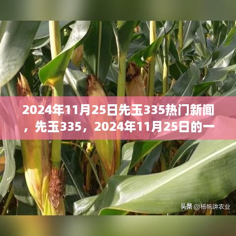 一粒种子引发的热议风暴，先玉335在2024年11月25日的热议与未来展望