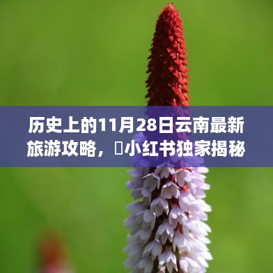 历史上的11月28日独家揭秘，全新云南旅游攻略大揭秘🌸