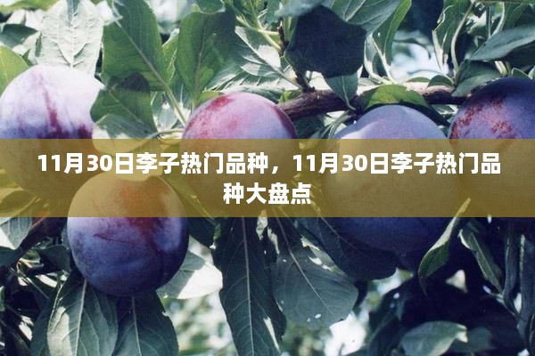 11月30日李子热门品种大盘点及介绍