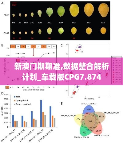 新澳门期期准,数据整合解析计划_车载版CPG7.874