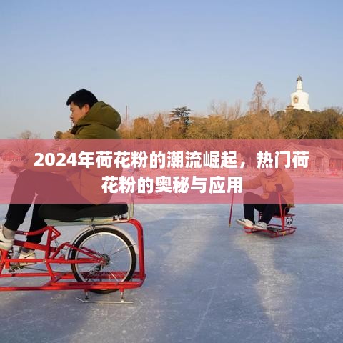 荷花粉的潮流崛起，揭秘热门荷花粉的奥秘与应用（2024年）