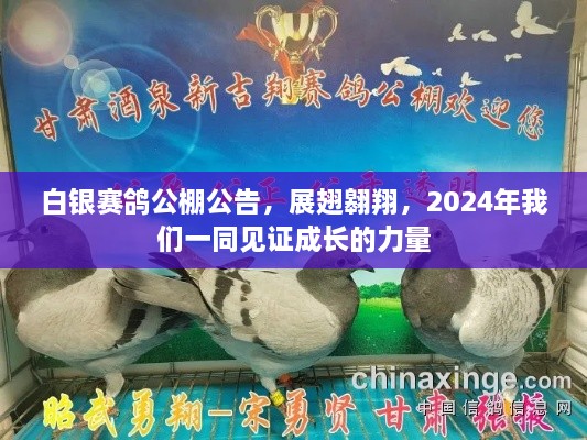 白银赛鸽公棚公告，见证成长的力量，展翅翱翔在2024年