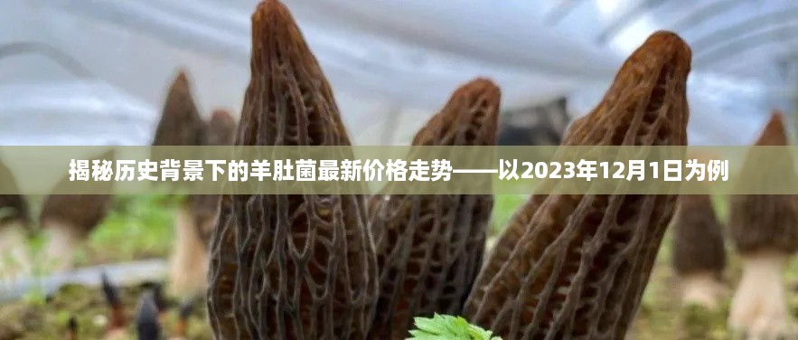 羊肚菌历史背景揭秘与最新价格走势分析——以2023年12月为例