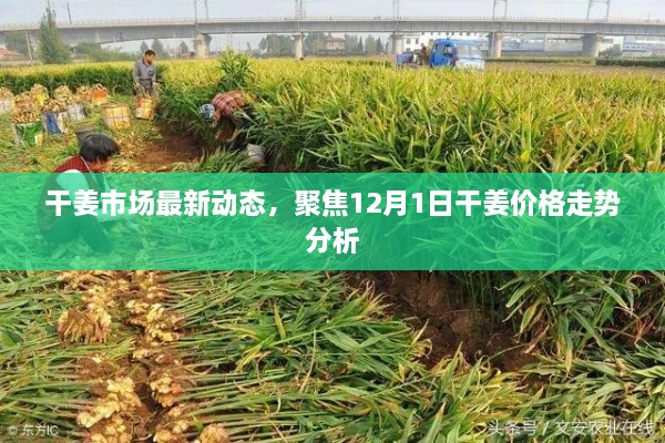 干姜市场最新动态解析，聚焦12月1日干姜价格走势分析