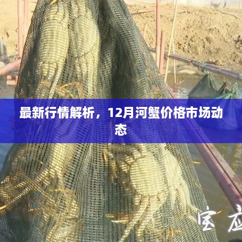 最新行情解析，12月河蟹市场价格动态解析