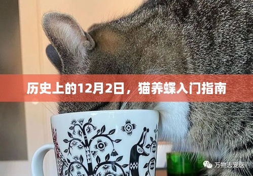 历史上的猫蝶奇缘，猫养蝶入门指南