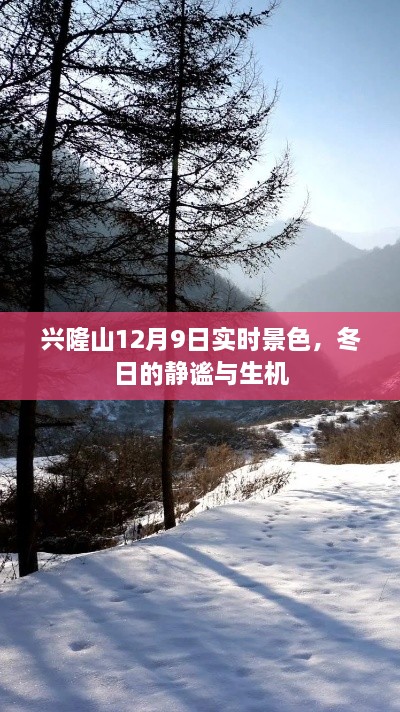 兴隆山冬日的静谧与生机，实时景色12月9日实拍