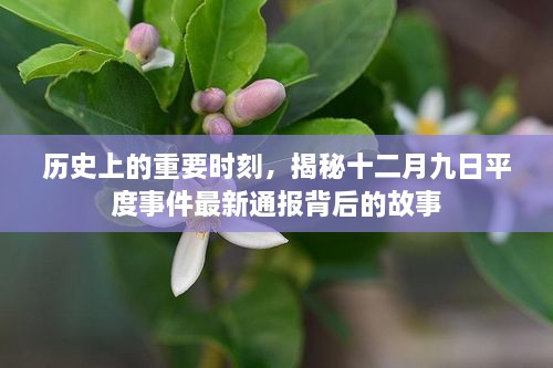 揭秘十二月九日平度事件背后的历史重要时刻与最新通报故事