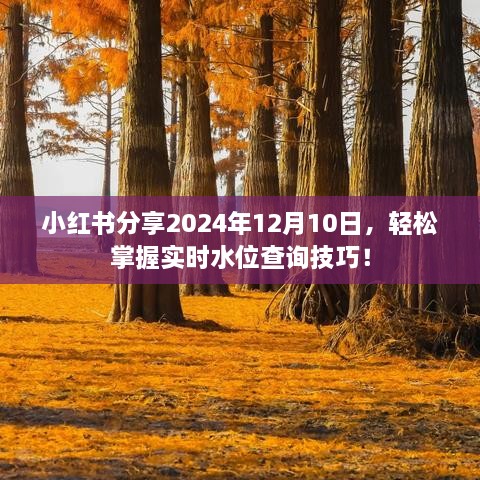 小红书教你掌握实时水位查询技巧，2024年12月10日轻松查询水位信息！