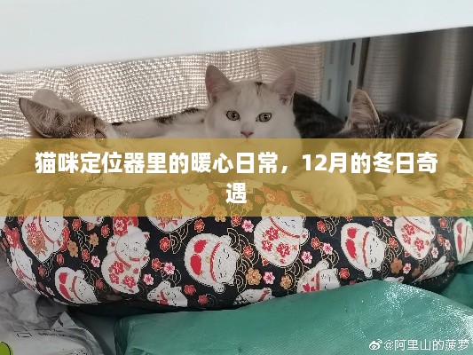 猫咪定位器中的暖心故事，冬日奇遇