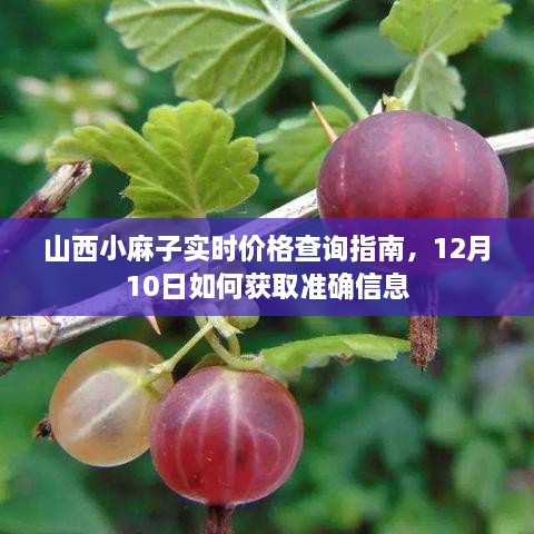 山西小麻子实时价格查询指南，获取最新准确信息的步骤（12月10日）