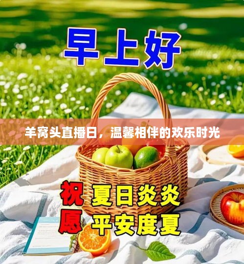 羊窝头直播日，欢乐相伴的温馨时光