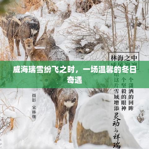 威海瑞雪纷飞之际的温馨冬日奇遇