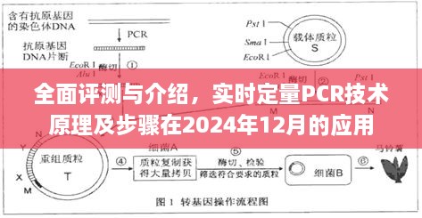 实时定量PCR技术原理及步骤的全面评测与介绍（应用于2024年）