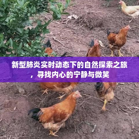 新型肺炎实时动态下的自然探索之旅，追寻内心宁静与微笑