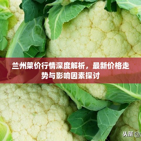 兰州菜价行情深度解析，最新价格走势与影响因素探讨