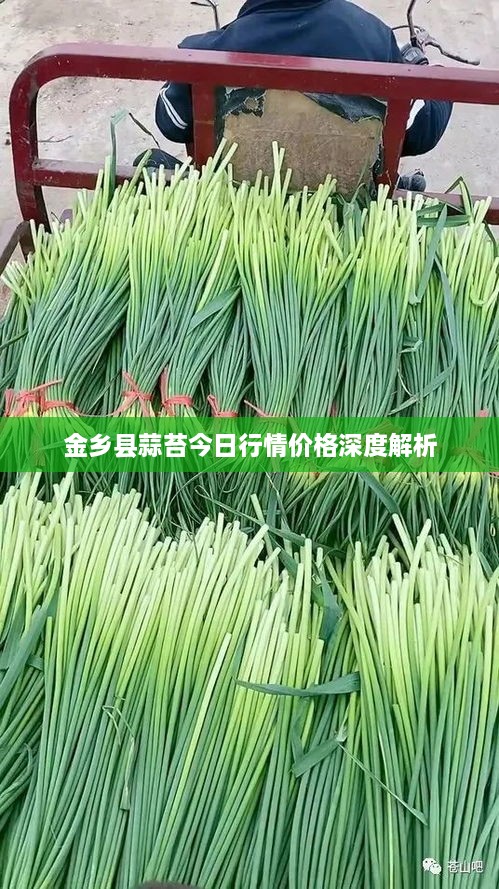 金乡县蒜苔今日行情价格深度解析