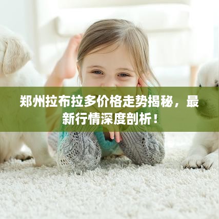 郑州拉布拉多价格走势揭秘，最新行情深度剖析！