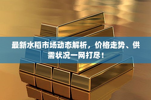 最新水稻市场动态解析，价格走势、供需状况一网打尽！