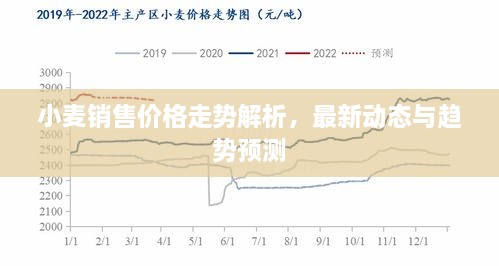 小麦销售价格走势解析，最新动态与趋势预测