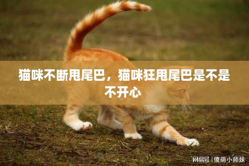 猫咪不断甩尾巴，猫咪狂甩尾巴是不是不开心 