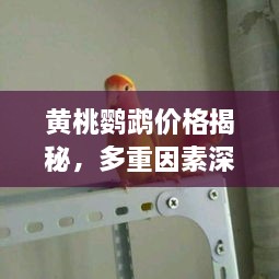 黄桃鹦鹉价格揭秘，多重因素深度探讨