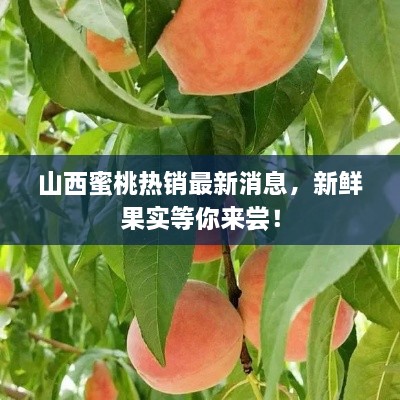 山西蜜桃热销最新消息，新鲜果实等你来尝！