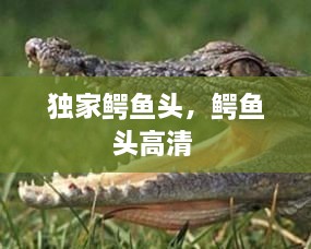 独家鳄鱼头，鳄鱼头高清 