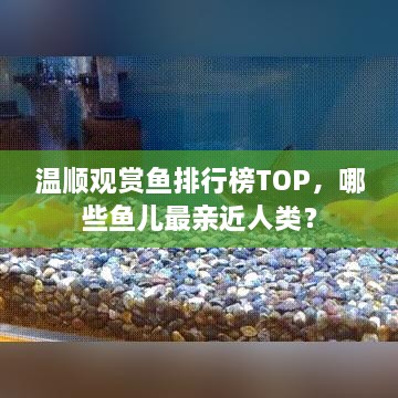 温顺观赏鱼排行榜TOP，哪些鱼儿最亲近人类？