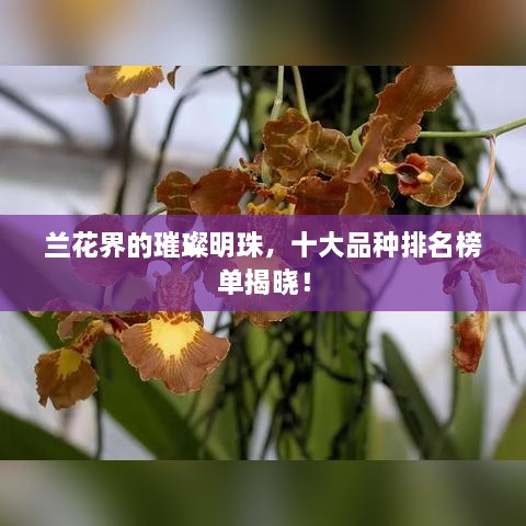 兰花界的璀璨明珠，十大品种排名榜单揭晓！