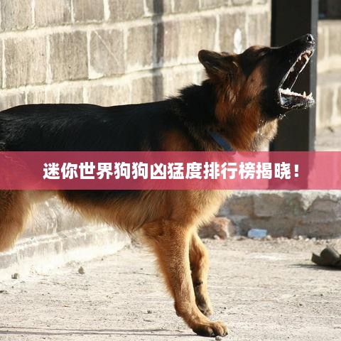 迷你世界狗狗凶猛度排行榜揭晓！