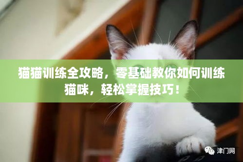 猫猫训练全攻略，零基础教你如何训练猫咪，轻松掌握技巧！