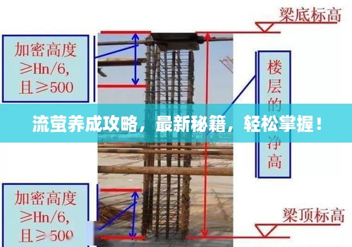 流萤养成攻略，最新秘籍，轻松掌握！