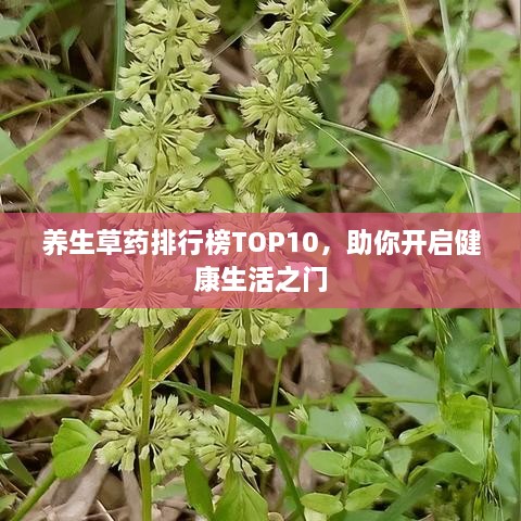 养生草药排行榜TOP10，助你开启健康生活之门