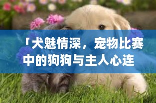 「犬魅情深，宠物比赛中的狗狗与主人心连心瞬间」