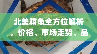 北美箱龟全方位解析，价格、市场走势、品种差异及购买指南