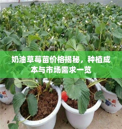 奶油草莓苗价格揭秘，种植成本与市场需求一览