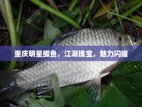 重庆明星鲫鱼，江湖瑰宝，魅力闪耀